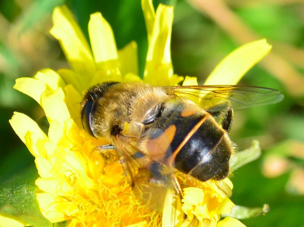 Syrphidae  LSC2 - Eristalis cfr tenax